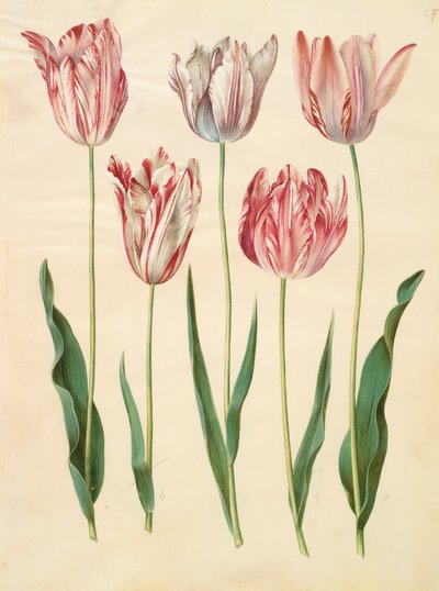 Tulipa gesneriana from the album Gottorfer Codex by Hans Simon Holtzbecher