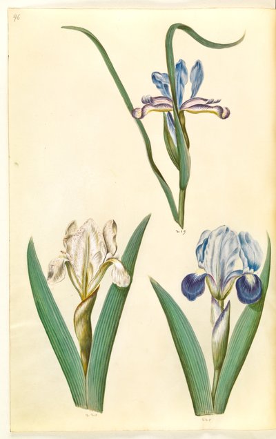 Iris graminea (Grass-leaved Iris); Iris lutescens or Iris pumila (?) (Dwarf Iris or Low Iris) by Hans Simon Holtzbecker