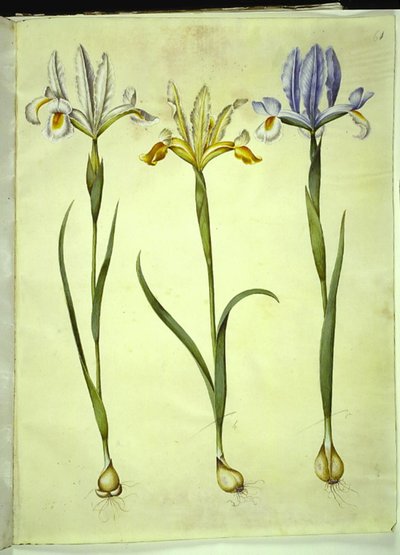 Iris xiphium (Spanish Iris) or Iris latifolia (English Iris); Iris xiphium (Spanish Iris) by Hans Simon Holtzbecker