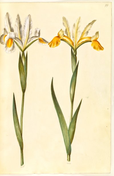 Iris xiphium, possibly Iris latifolia (Spanish Iris or English Iris) by Hans Simon Holtzbecker