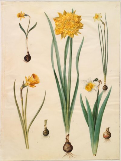 Narcissus pseudonarcissus minor; Narcissus pseudonarcissus (daffodil); Narcissus ×tenuior; Narcissus bulbocodium (hoop-petticoat daffodil); Narcissus pseudonarcissus bicolor (two-colored daffodil) by Hans Simon Holtzbecker