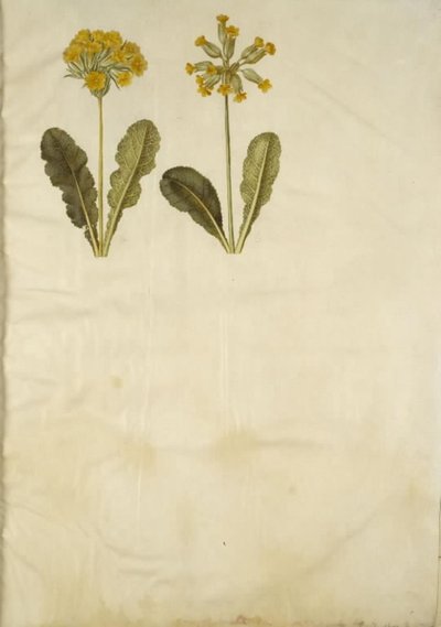 Primula Veris (Hybrid of Cowslip); Primula Veris (Cowslip) by Hans Simon Holtzbecker