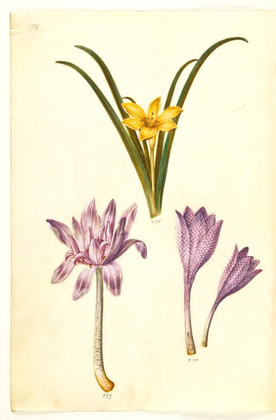 Sternbergia lutea (Common Sternbergia); Colchicum autumnale (Autumn Crocus); Colchicum variegatum (Variegated Crocus) by Hans Simon Holtzbecker