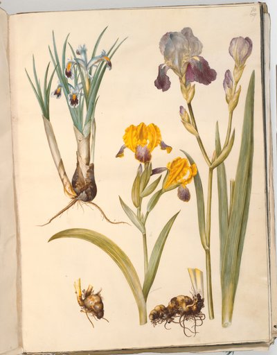Title: Iris persica (Persian Iris); Iris variegata (Variegated Iris); Iris ×sambucina (Elder Iris) by Hans Simon Holtzbecker