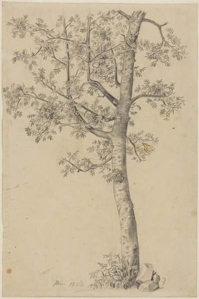 Rowan Tree by Hans Thoma