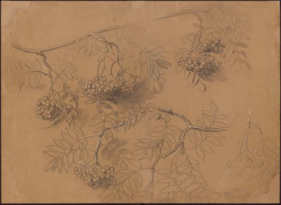 Rowan Branches by Hans Thoma