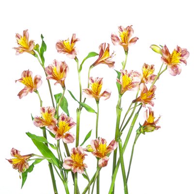 Vibrant Alstroemeria Bouquet by Hardik Pandya
