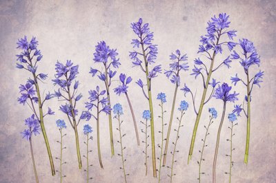 Vintage Bluebell Garden by Hardik Pandya