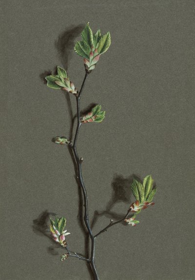 Wych Elm by Harold Drinkwater