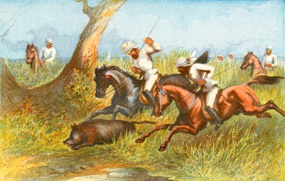 Boar - 