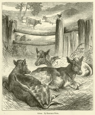 Calves by Harrison William Weir