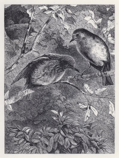 Learning to Fly by Harrison William Weir