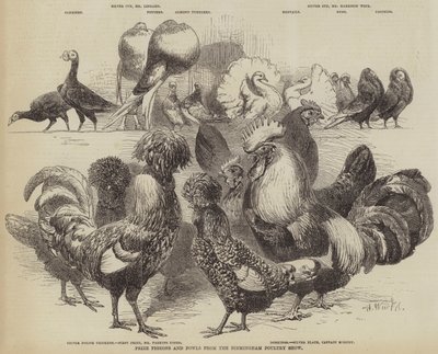 Prize Pigeons and Fowls from the Birmingham Poultry Show by Harrison William Weir