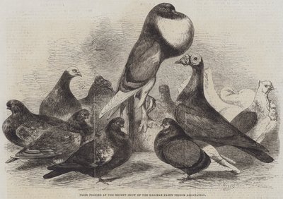 Prize Pigeons at the Recent Show of the Halifax Fancy Pigeon Association by Harrison William Weir