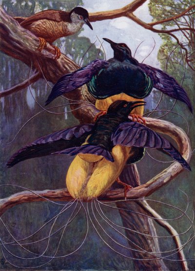 The Purple and Gold Bird of Paradise by Harry Hamilton Johnston