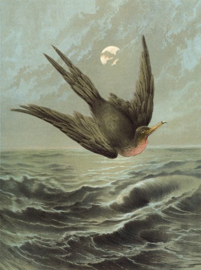 Frigate Bird by Hector Giacomelli