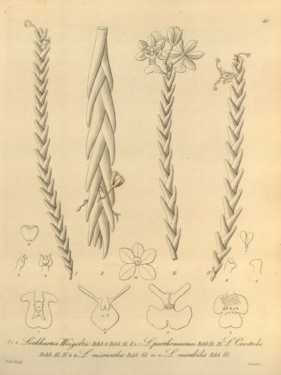 Lockhartia - Xenia vol 1 (1858) fig 40 by Heinrich Gustav Reichenbach