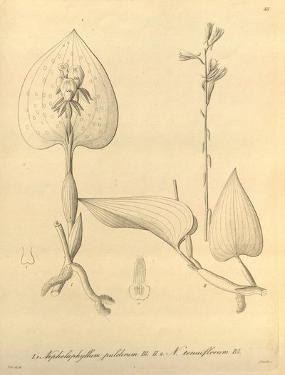 Biodiversity Heritage Library by Heinrich Gustav Reichenbach