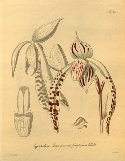 Biodiversity Heritage Library by Heinrich Gustav Reichenbach