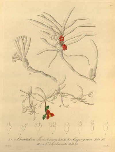 Biodiversity Heritage Library Image by Heinrich Gustav Reichenbach