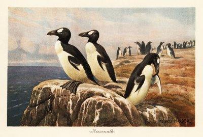 Extinct Great Auks Standing on the Edge of a Cliff by Heinrich Harder