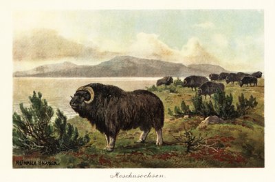 Muskox or musk ox, Ovibos moschatus by Heinrich Harder