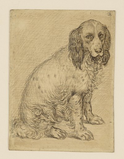 Sitting Drentsche Partridge Dog by Hendrick Goltzius