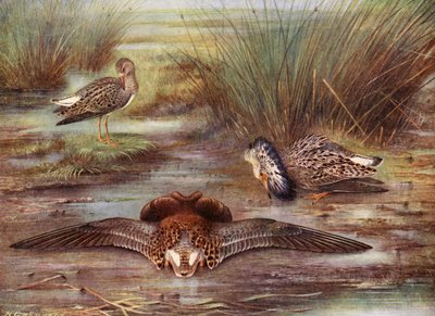Two ruffs displaying to a reeve by Hendrik Gronvold