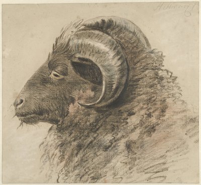 Head of a Ram, Facing Left, Seen from the Side by Hendrik Stokvisch