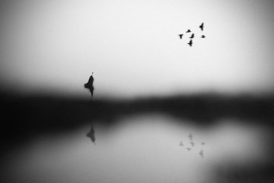 Serene Birds Reflection by Hengki Lee