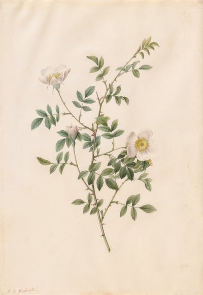 Brier Bush Rose or Dog Rose by Pierre Joseph Redouté