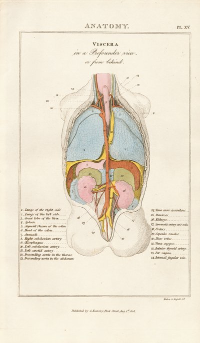 Human Viscera in Posterior View by Henry Mutlow
