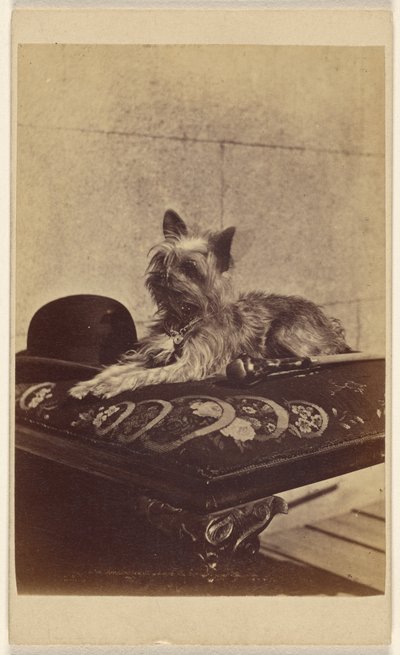 Dog Lying on Ottoman, Next to a Derby Hat and Walking Stick by Henry Pointer