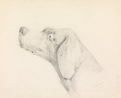 Head of a Pointer, in Profile Left by Henry Thomas Alken
