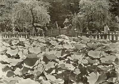 A Lotus Pond, 1910 by Herbert Ponting