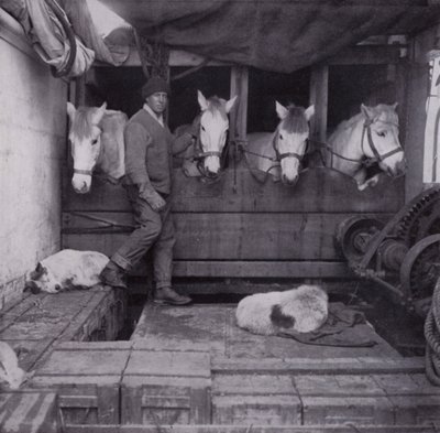 Captain Oates with ponies and dogs at sea by Herbert Ponting