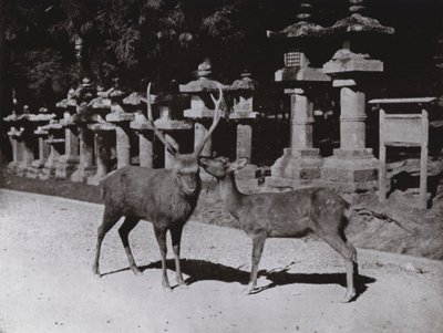 Deer, a Study at Nara by Herbert Ponting