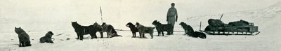 Dogs with Stores About to Leave Hut Point by Herbert Ponting