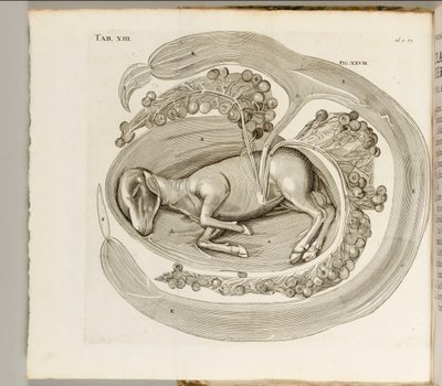 An Animal in the Womb, 1738 by Hieronymus Fabricius ab Aquapendente