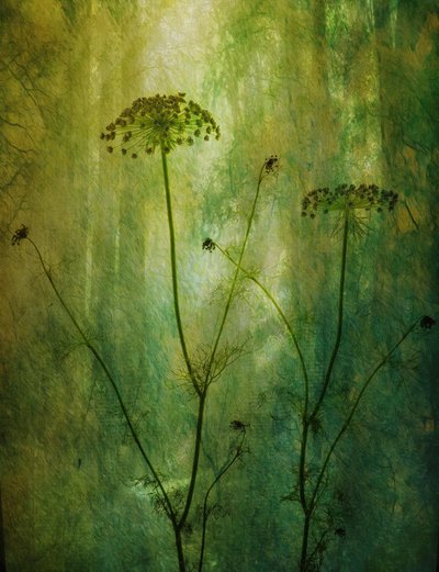 Tranquil Green Dill by Hilda van der Lee