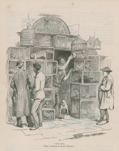 A Bird Shop by Hugh Thomson