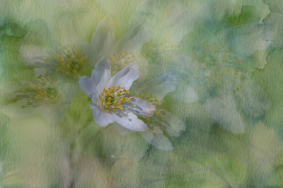 Dreamy Jasmine Blooms by Igor Kopcev