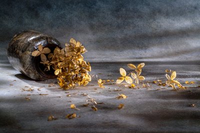 Dried Hydrangea Still Life by Igor Kopcev