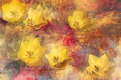 Textured Yellow Tulips by Igor Kopcev