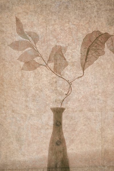 Delicate Sepia Botanicals by Igor Tokarev