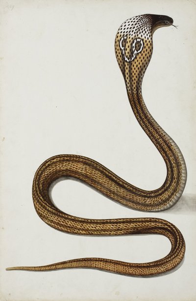 A Cobra (Maja Tripudians) with Hood Spread by Indian School