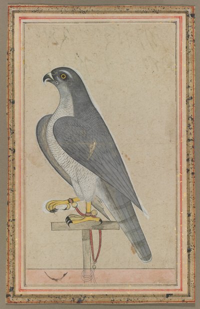Falcon, c.1770 by Indian School