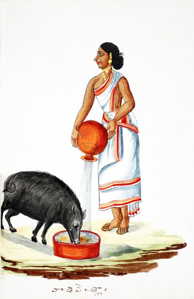 Feeding a Wild Pig by Indian School