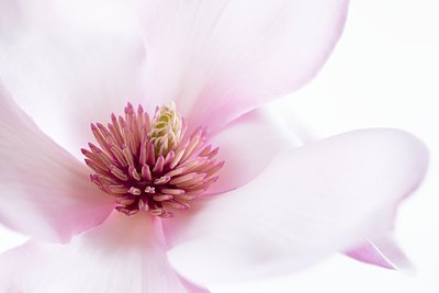 Soft Pink Magnolia by Inna Karpova