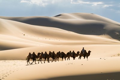 Caravan of Bactrian camels in the Khongoryn Els in Gobi Gurvansaikhan National Park by Ira Block